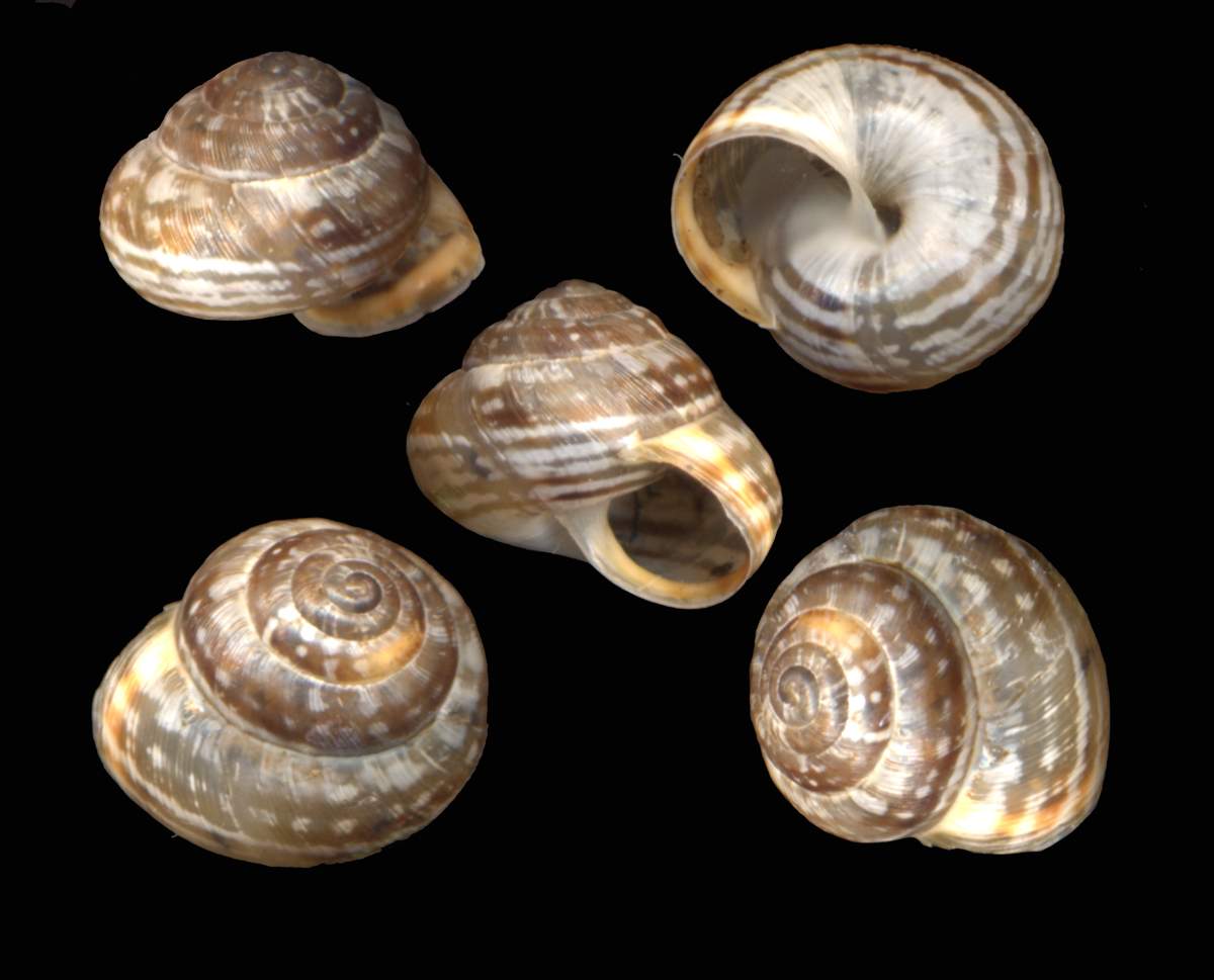 Xerosecta (Xerosecta) cf.dohrni